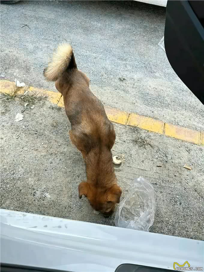 养狗需要耐心，尤其是养只母犬!
