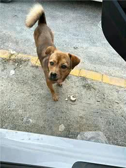 养狗需要耐心，尤其是养只母犬!