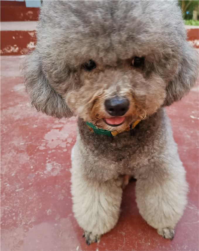 狗狗在受到惊吓后有哪些反应?可以自愈吗?