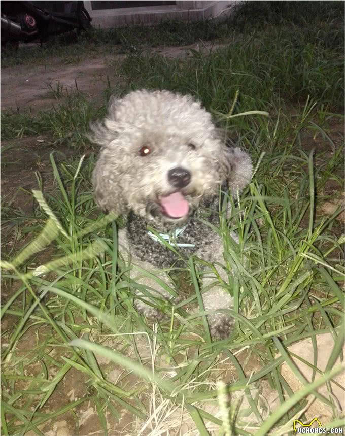 狗狗在受到惊吓后有哪些反应?可以自愈吗?