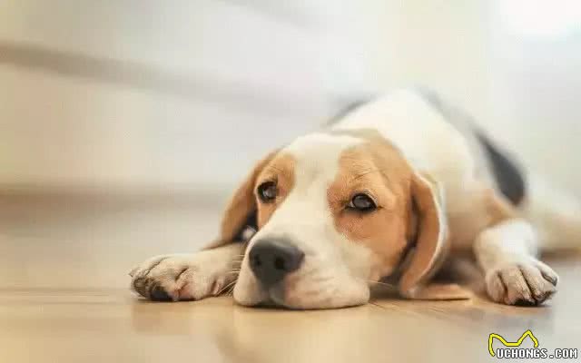 给狗狗洗澡的小常识，你知道几个?