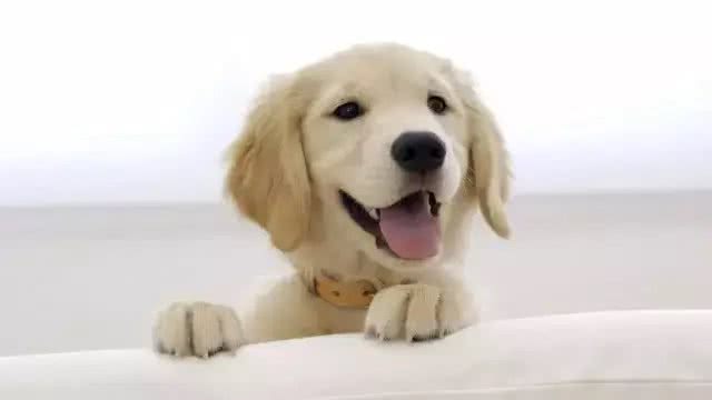 给狗狗洗澡的小常识，你知道几个?