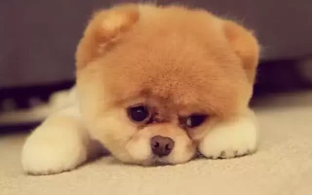 给狗狗洗澡的小常识，你知道几个?