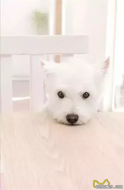 给狗狗洗澡的小常识，你知道几个?