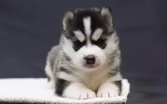 给狗狗洗澡的小常识，你知道几个?