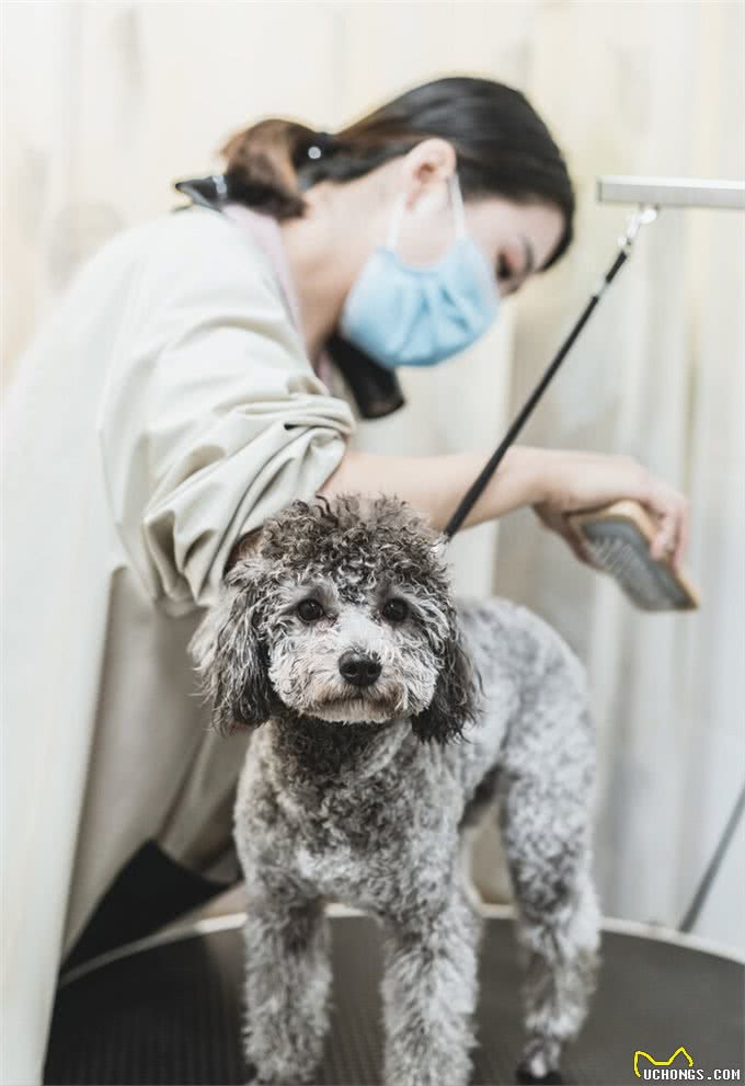 注意!泰迪犬洗澡7大误区，劝你别犯