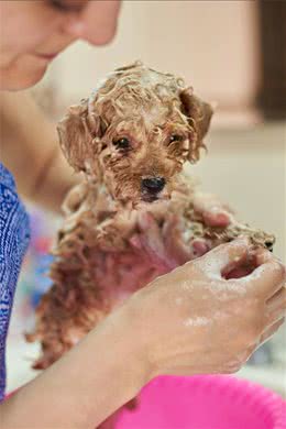注意!泰迪犬洗澡7大误区，劝你别犯