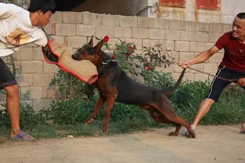平心而论!我国哪些狗打得过日本的土佐犬，为什么?