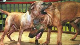平心而论!我国哪些狗打得过日本的土佐犬，为什么?