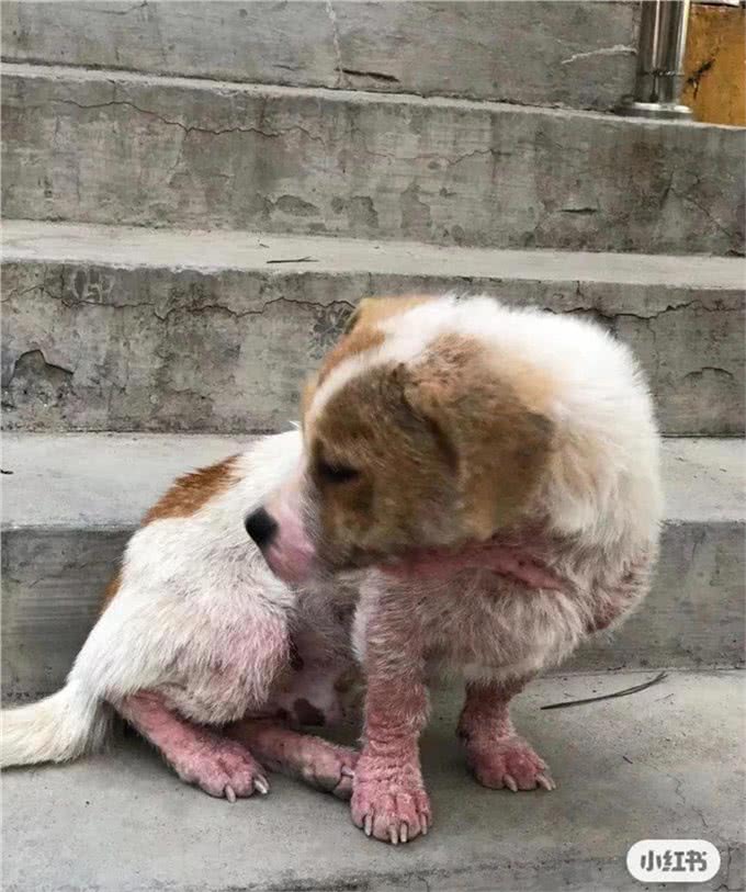 码住!狗狗营养不良最容易患上的四种疾病