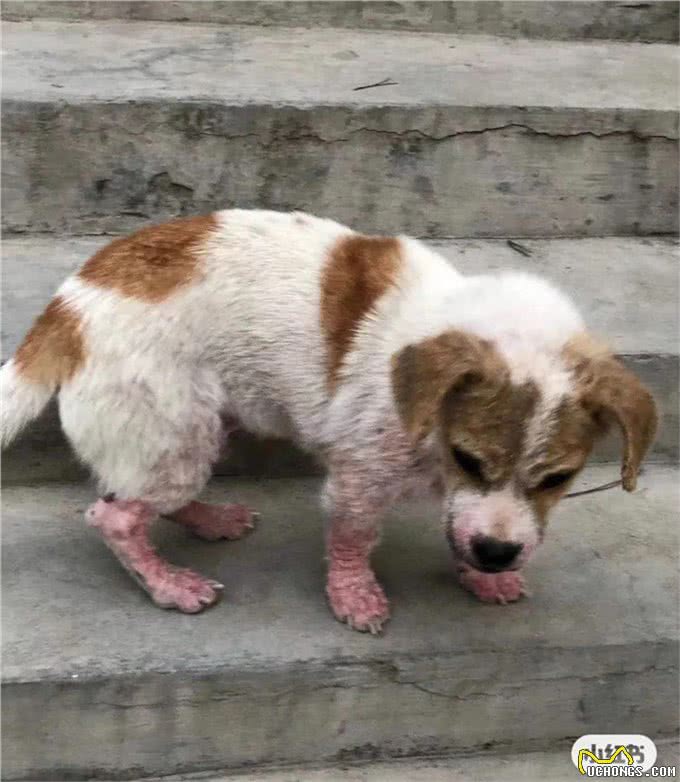 码住!狗狗营养不良最容易患上的四种疾病