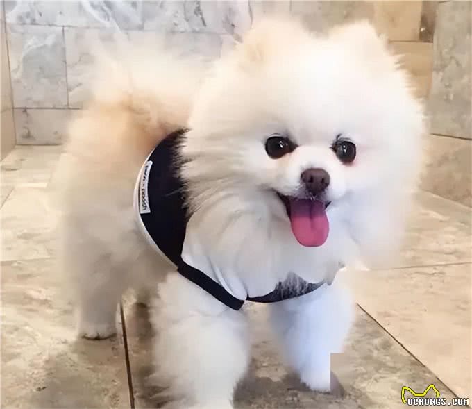 狗狗聪明与否全靠这几点!揭秘狗狗智商真相!你家狗狗符合吗?