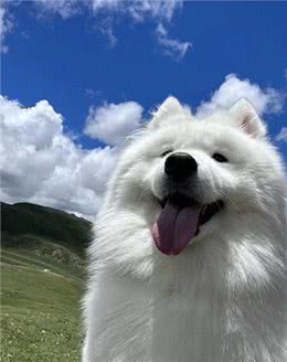 狗狗聪明与否全靠这几点!揭秘狗狗智商真相!你家狗狗符合吗?