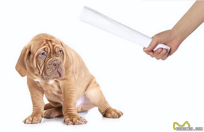 对狗狗正确的奖励和惩罚方法