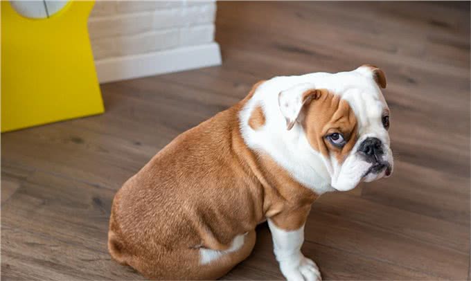家有斗牛犬，这些饲养妙招一定要知道