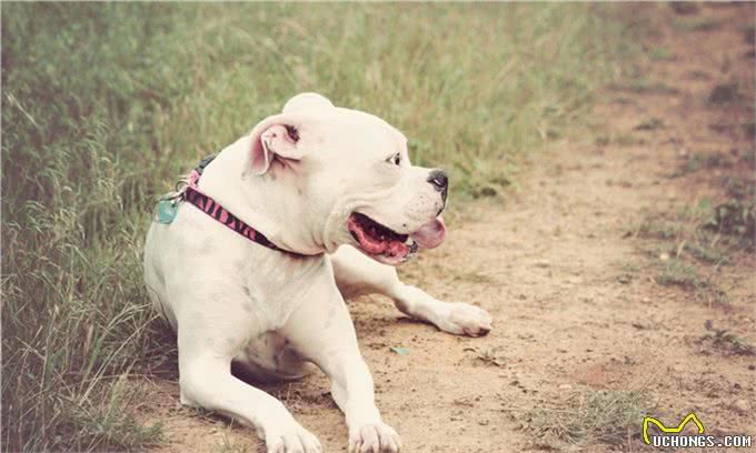 家有斗牛犬，这些饲养妙招一定要知道
