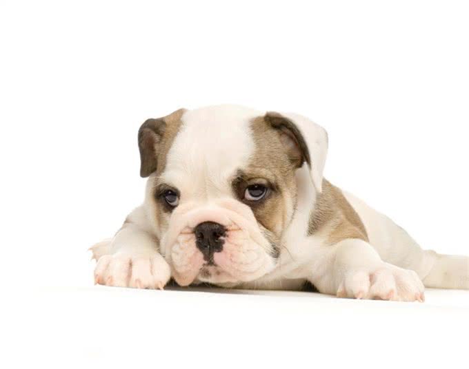 家有斗牛犬，这些饲养妙招一定要知道