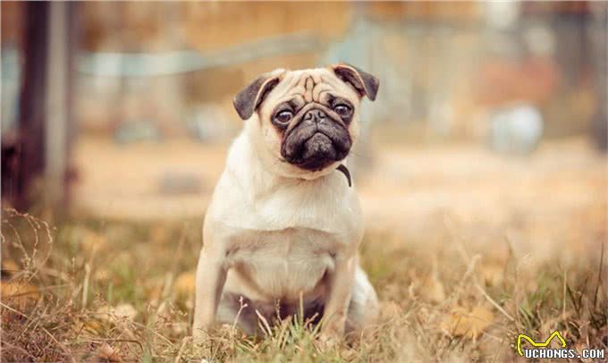 家有斗牛犬，这些饲养妙招一定要知道