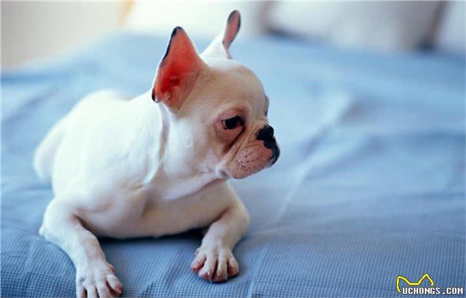 家有斗牛犬，这些饲养妙招一定要知道