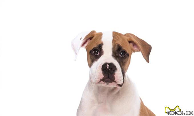 家有斗牛犬，这些饲养妙招一定要知道