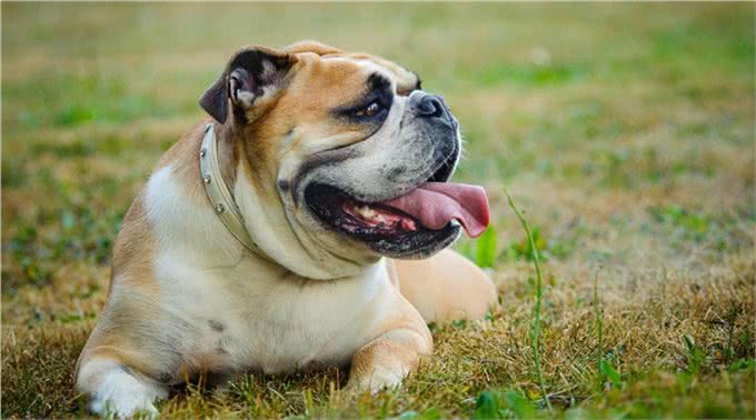 家有斗牛犬，这些饲养妙招一定要知道