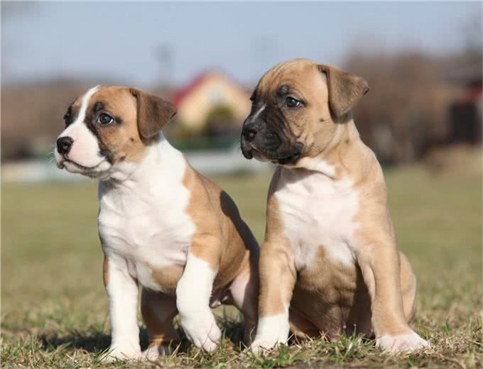 家有斗牛犬，这些饲养妙招一定要知道