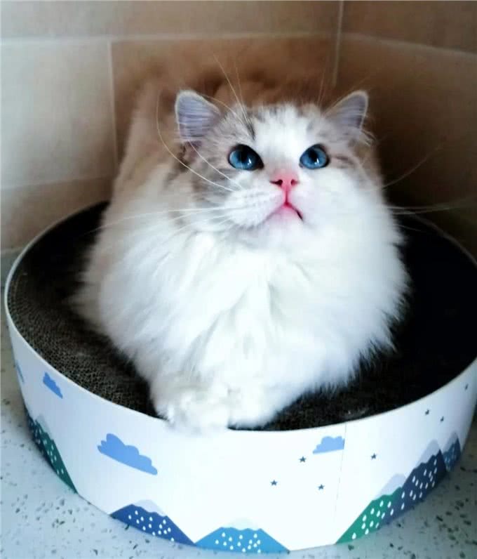 简单粗暴的布偶猫双色科普