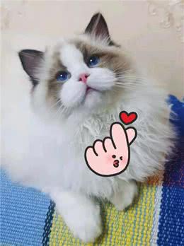 简单粗暴的布偶猫双色科普