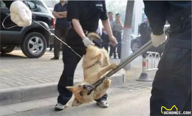 教育狗狗，最忌讳的5种行为!宠主们如果有要改掉