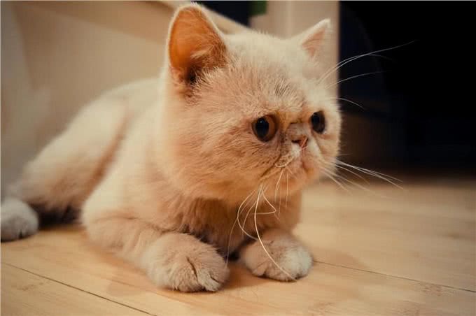 相似度99%的猫，一个都没认错的话，说明你很厉害
