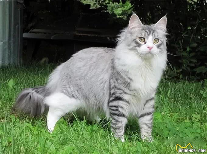 相似度99%的猫，一个都没认错的话，说明你很厉害