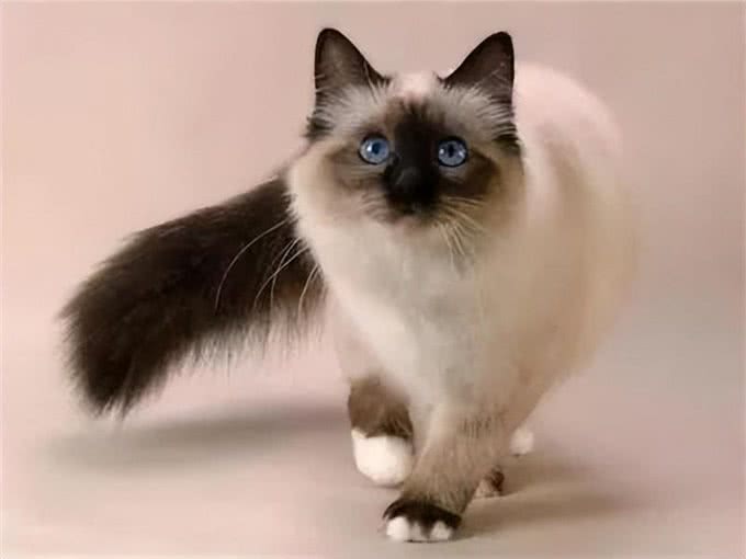 相似度99%的猫，一个都没认错的话，说明你很厉害