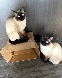 相似度99%的猫，一个都没认错的话，说明你很厉害