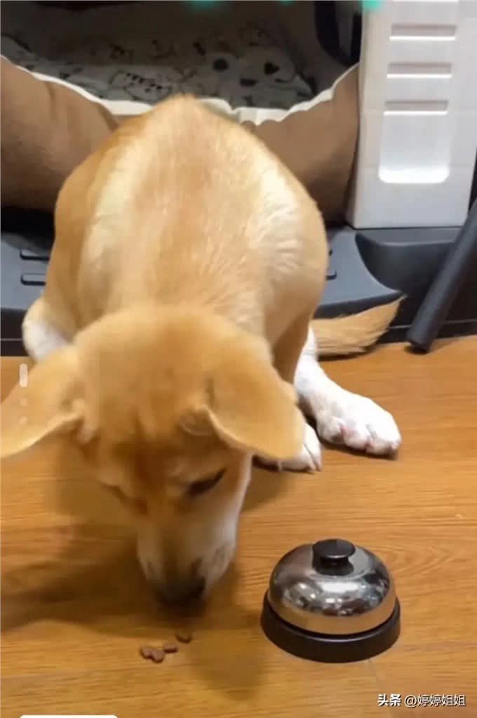 第一次见帮着狗训自己的