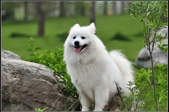 猫和狗的不同性格是刻在基因里的