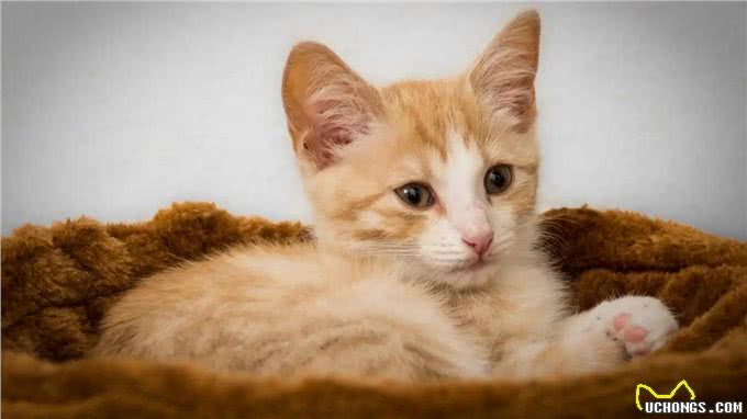 猫和狗的不同性格是刻在基因里的