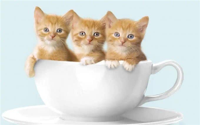 猫和狗的不同性格是刻在基因里的