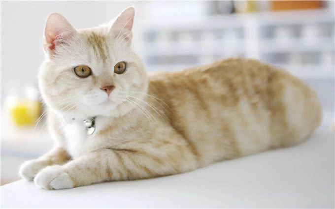 猫和狗的不同性格是刻在基因里的