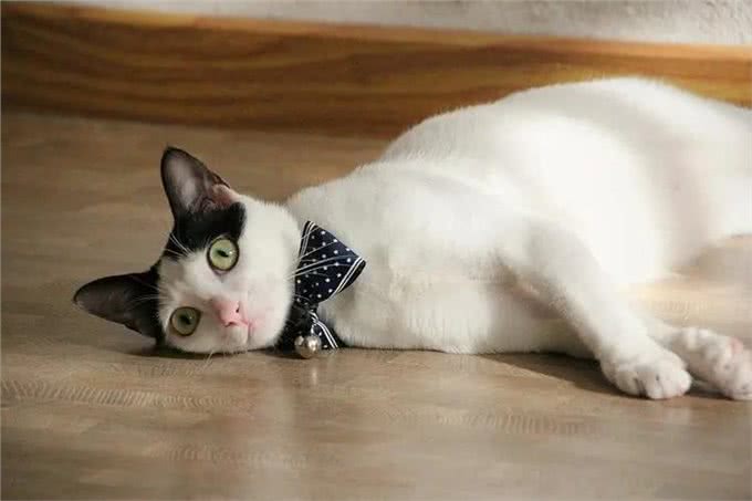 猫和狗的不同性格是刻在基因里的