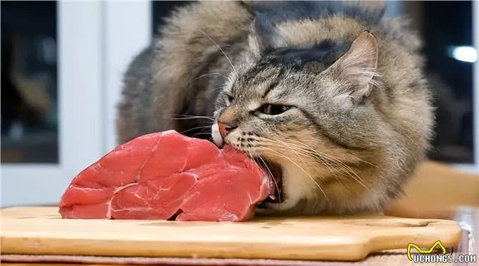 猫和狗的不同性格是刻在基因里的