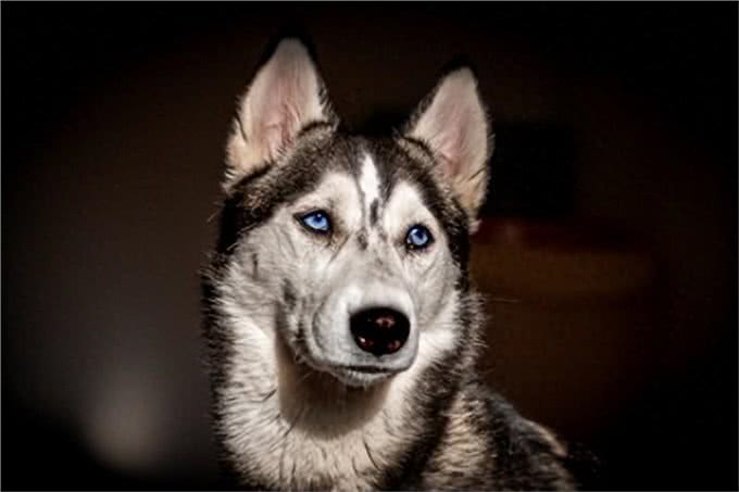 拥有美丽蓝眼的犬种，引人注目的眼神让人心醉