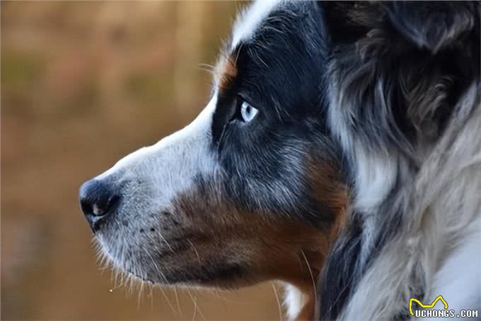 拥有美丽蓝眼的犬种，引人注目的眼神让人心醉