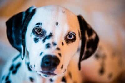 拥有美丽蓝眼的犬种，引人注目的眼神让人心醉