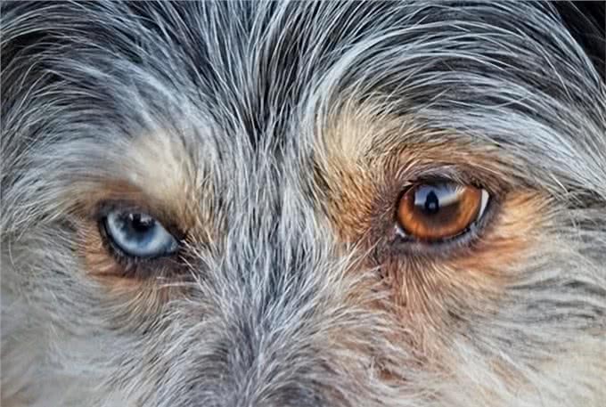 拥有美丽蓝眼的犬种，引人注目的眼神让人心醉