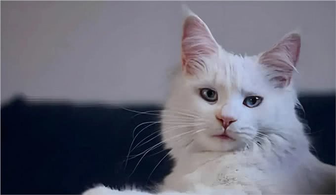 猫咪可以活多久，这是一个值得期待的问题
