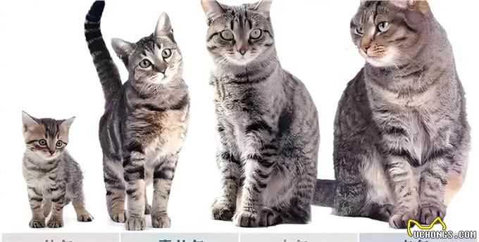 猫咪可以活多久，这是一个值得期待的问题