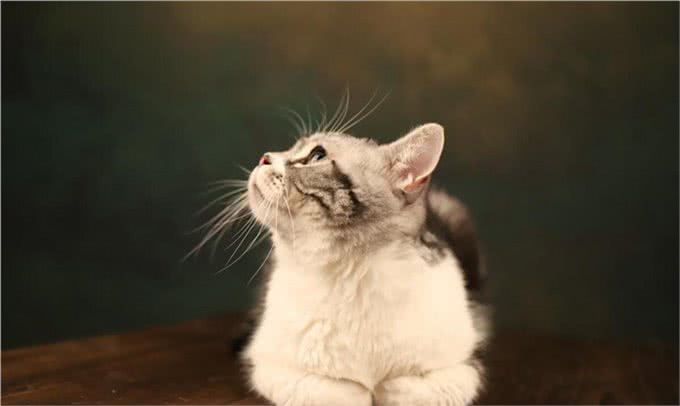 猫咪可以活多久，这是一个值得期待的问题