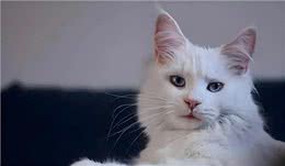 猫咪可以活多久，这是一个值得期待的问题