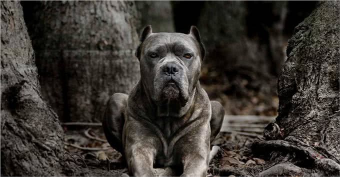 饲养大型猛犬，是公的好，还是母的好，4点回答，一针见血