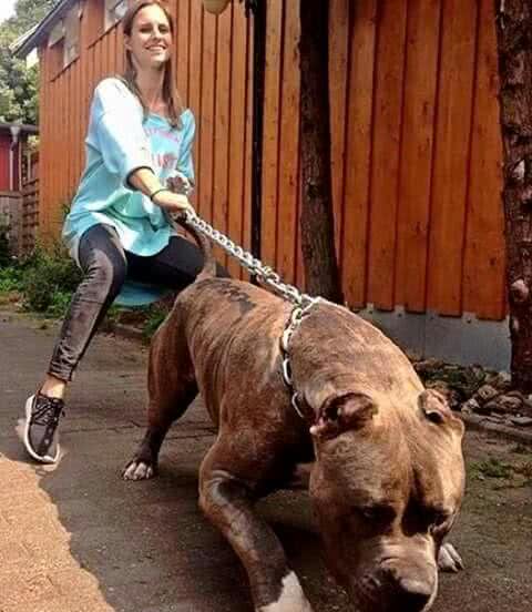 饲养大型猛犬，是公的好，还是母的好，4点回答，一针见血